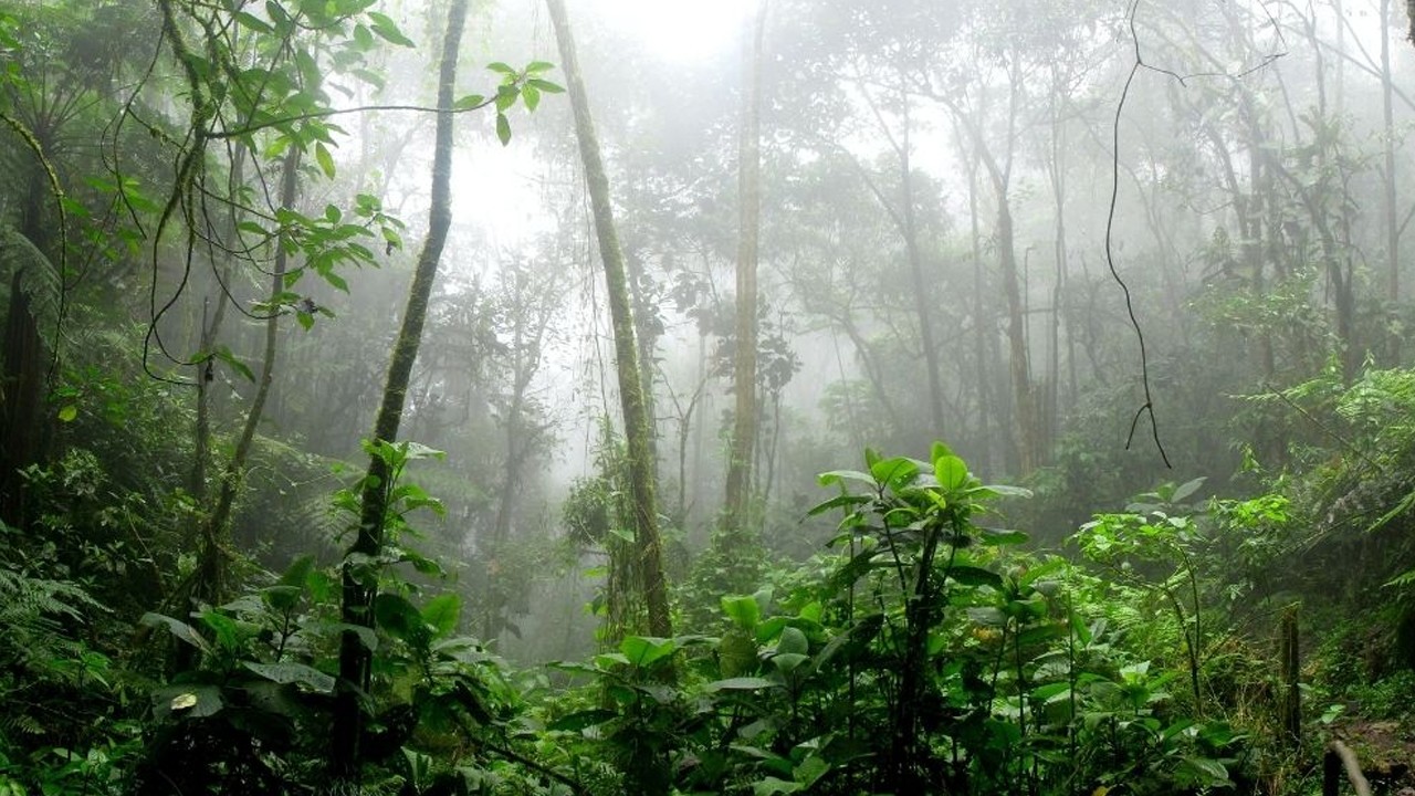 Amazonlar’da kaybolan avcı, 31 gün boyunca solucan yiyerek hayatta kaldı