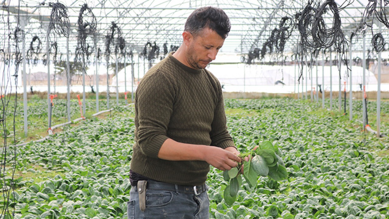 Kırşehir’de KOP desteğiyle kurduğu serada 12 ay boyunca sebze üretiyor