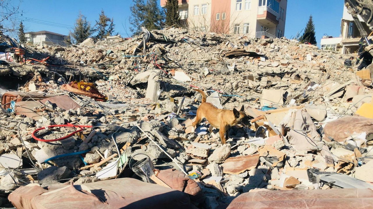 Arama kurtarma köpeği “Tabu“ ayağındaki yaraya rağmen depremzedelere ulaşmaya çalıştı
