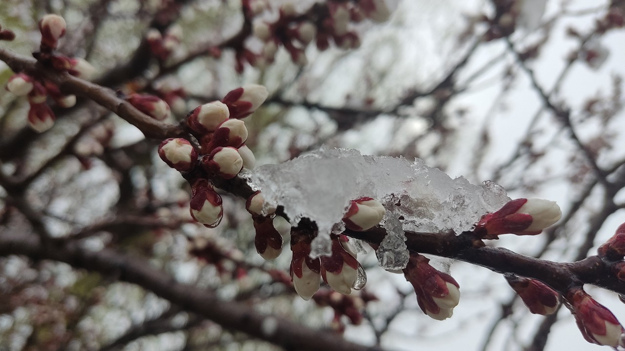Konya’da çiçek açan badem ağaçları kar altında kaldı
