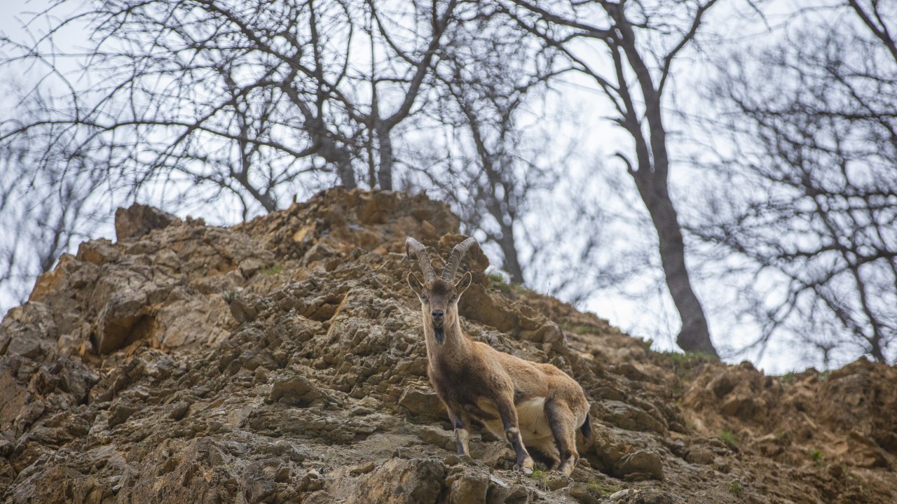 Koruma altındaki yaban keçileri Munzur Vadisi Milli Parkı'nda görüntülendi