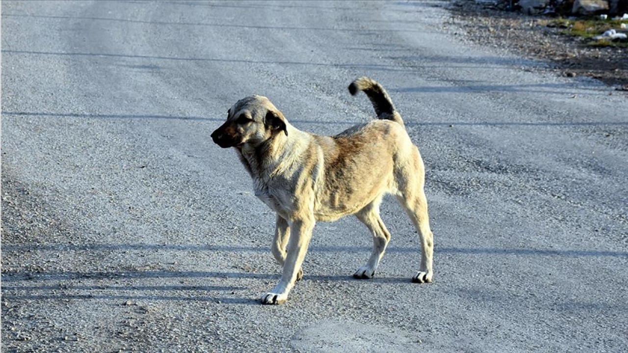 Köpeklere kötü muamele iddiası! Beyşehir Belediyesi’nden açıklama geldi