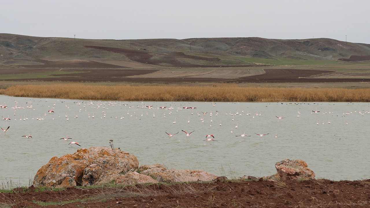 Bahar geldi, Uyuz Gölü’ne Flamingolar geri döndü