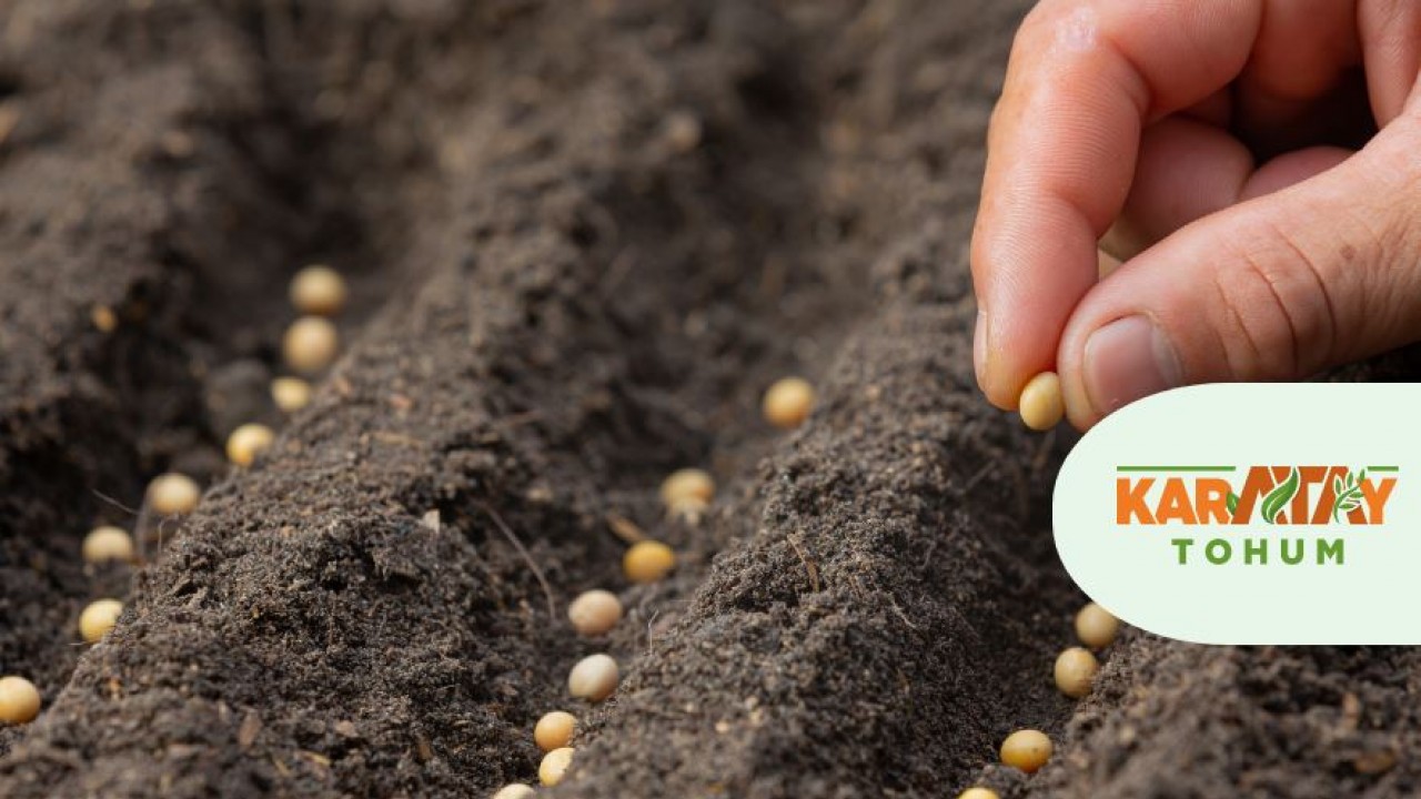 Karatay Belediyesi besin değeri kaybolmamış tohumları çoğaltacak