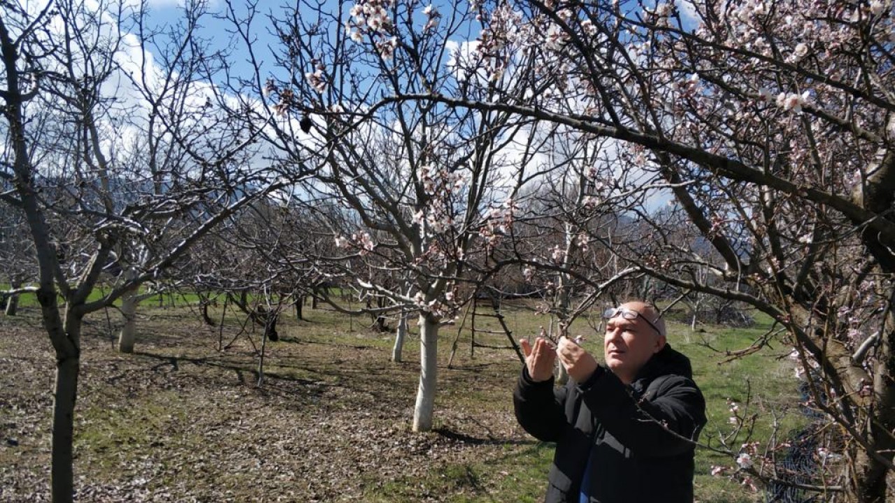 Beyşehir'de meyve bahçeleri ve hububat ekili alanlarda hastalık kontrolleri yapıldı