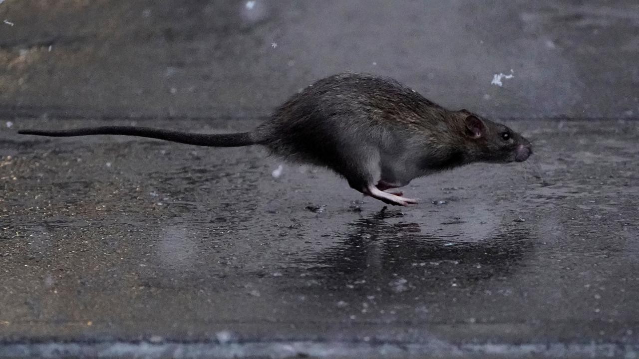 New York’a fare sorumlusu atandı