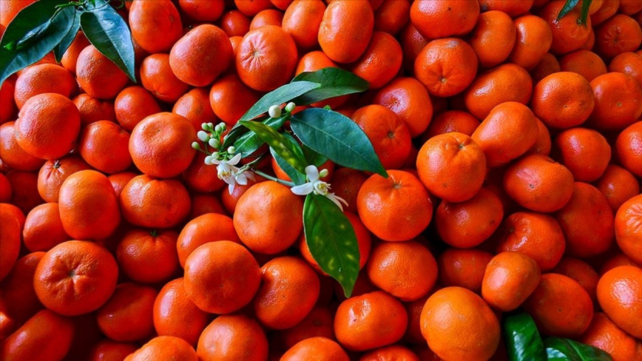 Türkiye’nin turunçgil ihracatı yılın ilk çeyreğinde yüzde 12 arttı
