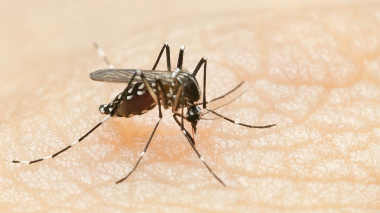 Sıtmayı daha hızlı bulaştıran sivrisinek türü tespit edildi
