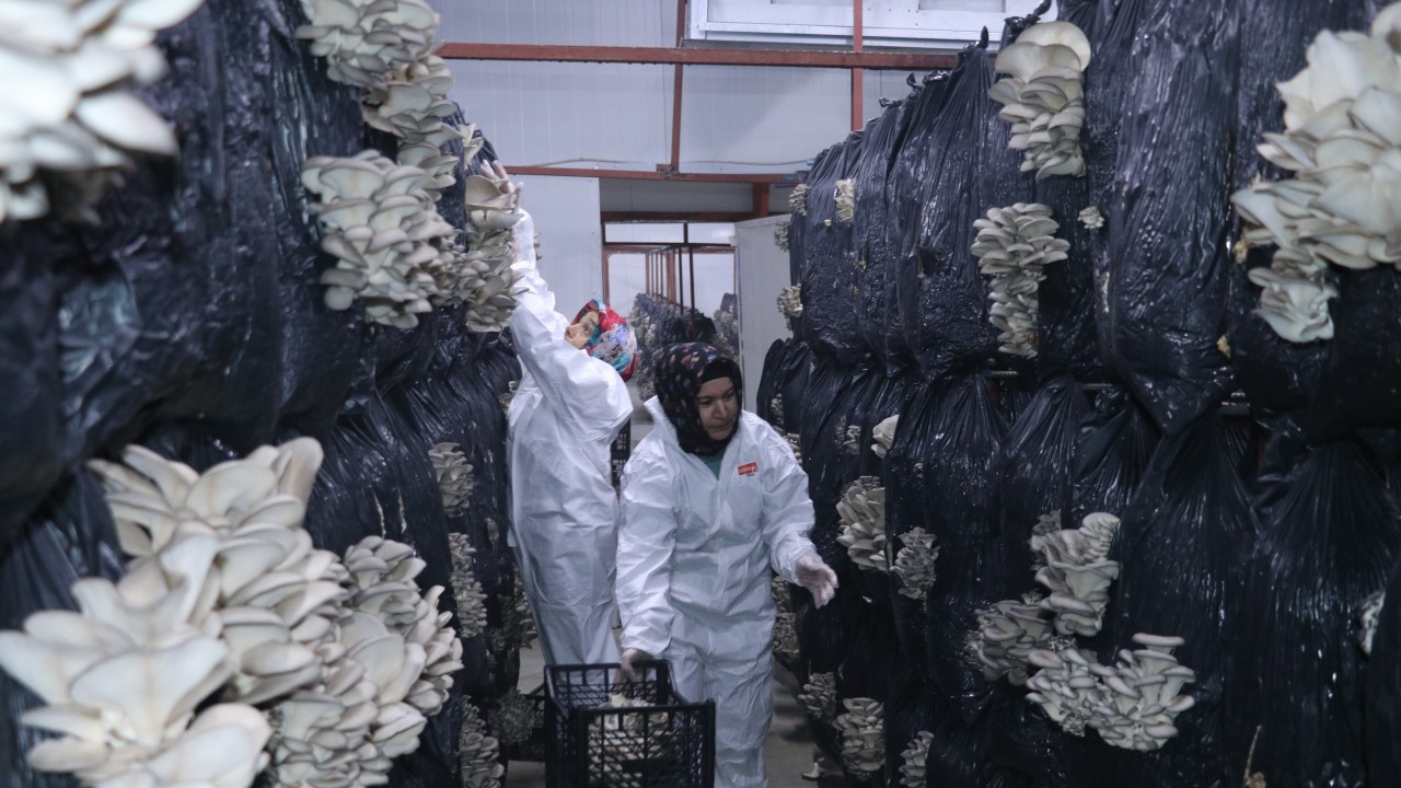Devlet desteğiyle kurulan tesiste günlük 500 kilogram mantar üretiliyor