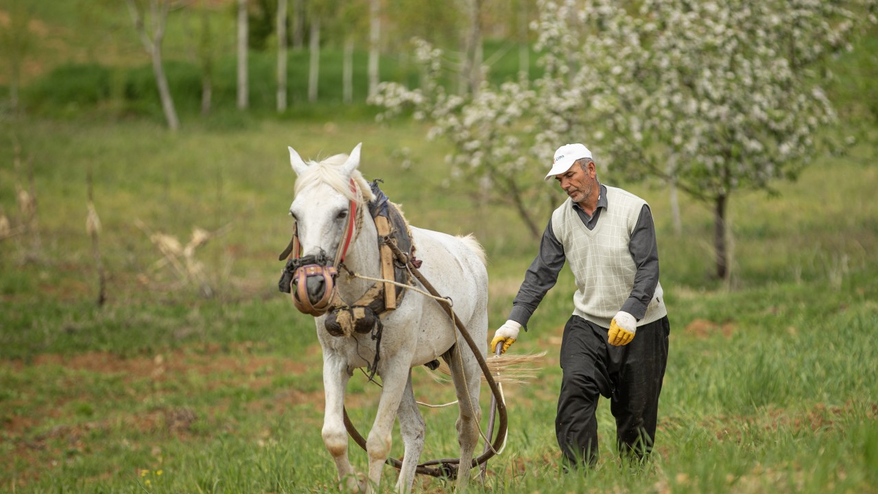 Kahramanmaraş'ın engebeli arazileri atlarla sürülüyor