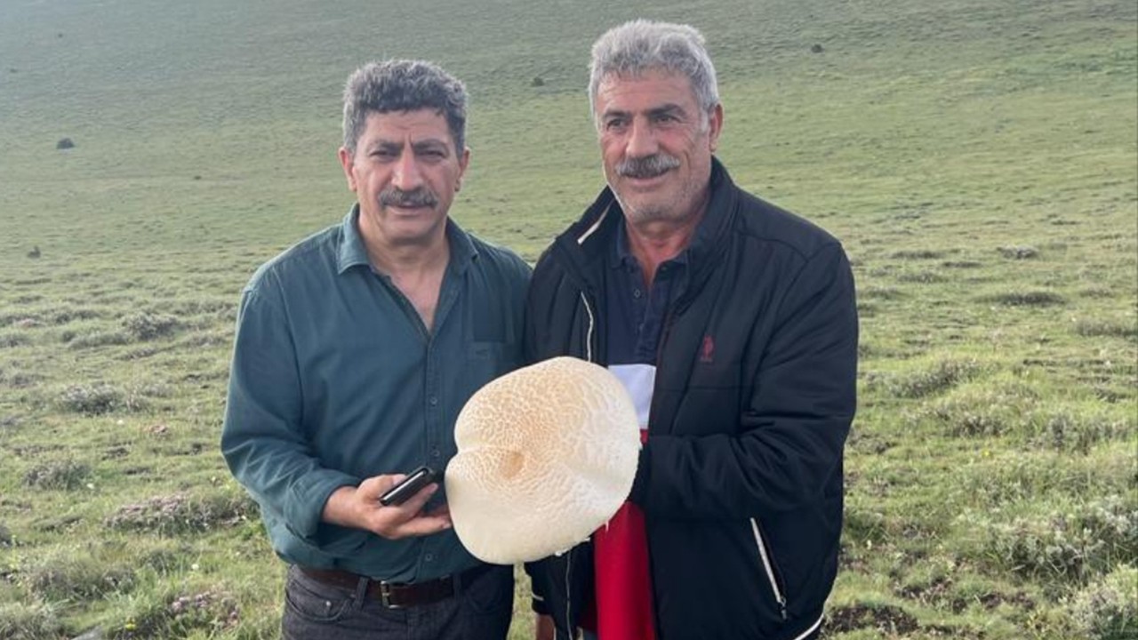 Konya’da iki kardeş 2 kiloluk dev mantar buldu