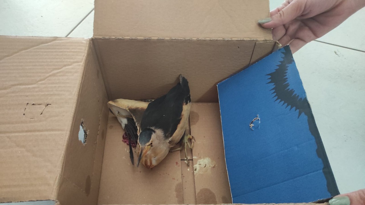 Seydişehir’de yaralı balıkçıl kuşu bulundu