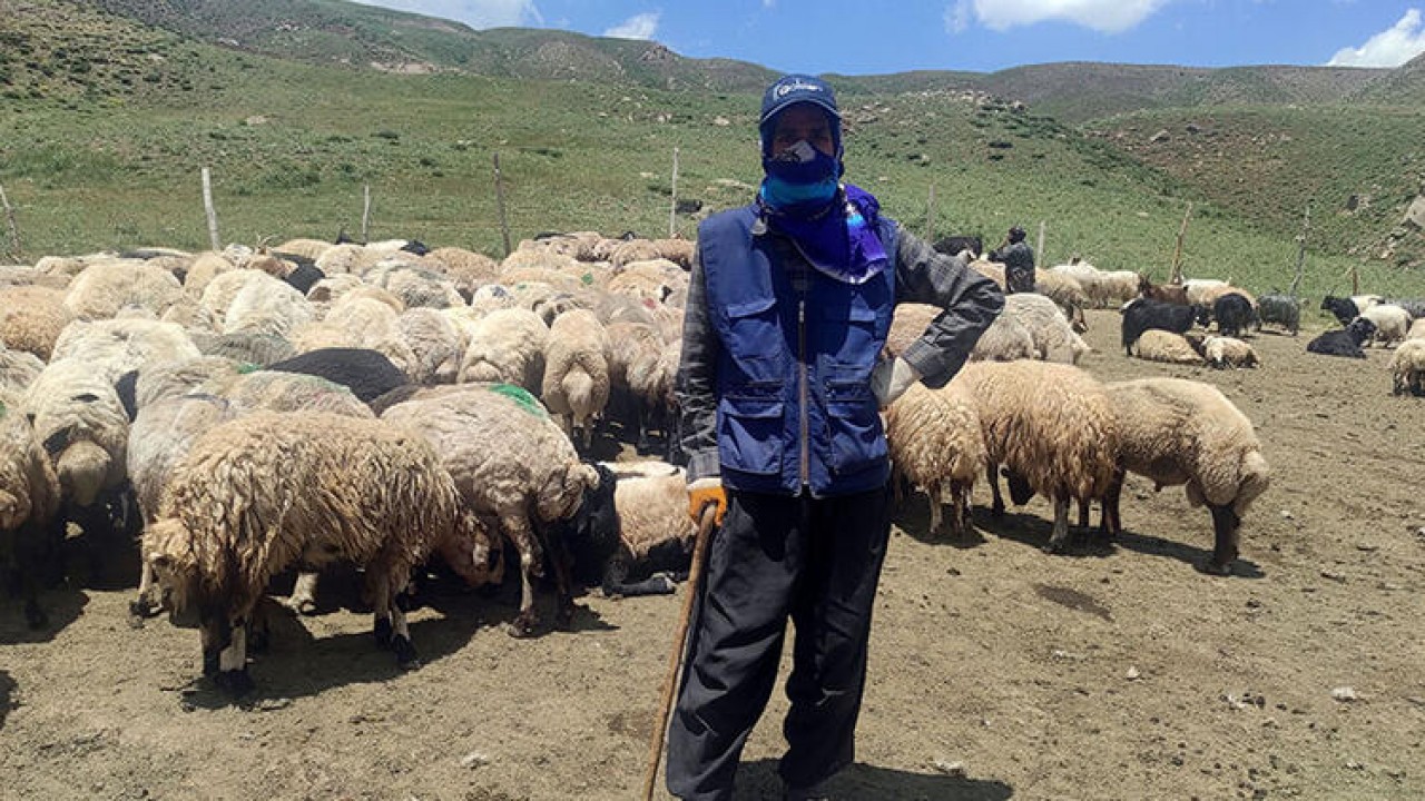 Yerli bulamayınca 20 bin TL'ye İran'dan çoban getirdiler