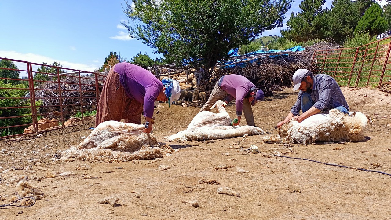 Konya’da besiciler 2 bin 133 rakımlı yaylada koyunlarını kırkıyor