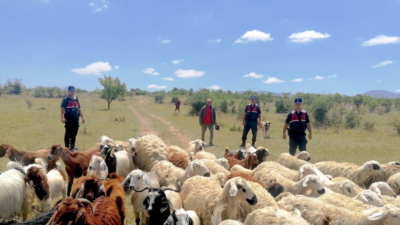 Jandarma ekipleri kayıp koyunları dronla buldu