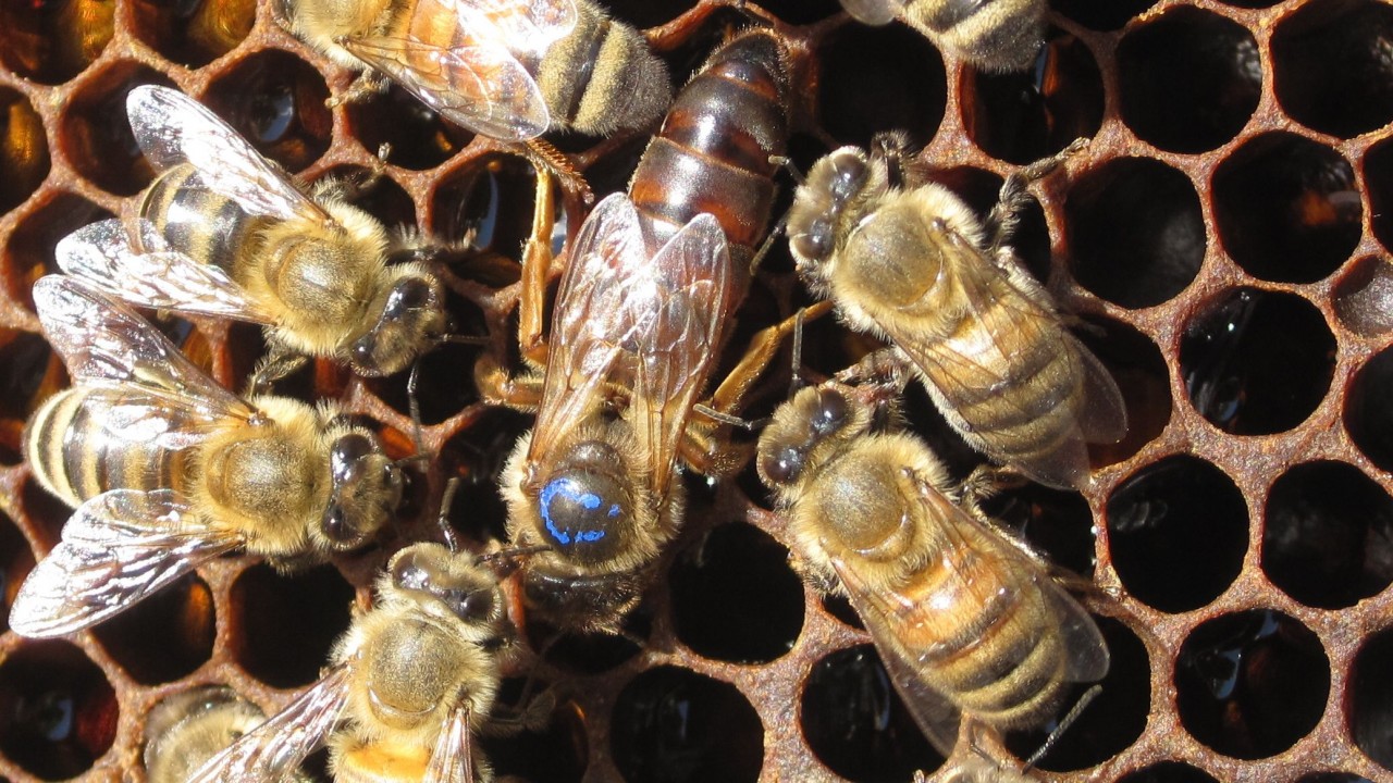 Binlerce arı, kovanlarıyla çalındı