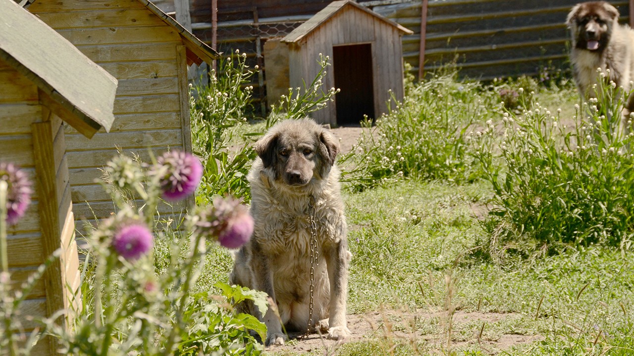 Coğrafi işaretli “Kars Türk çoban köpeği“nin ırkı korunuyor