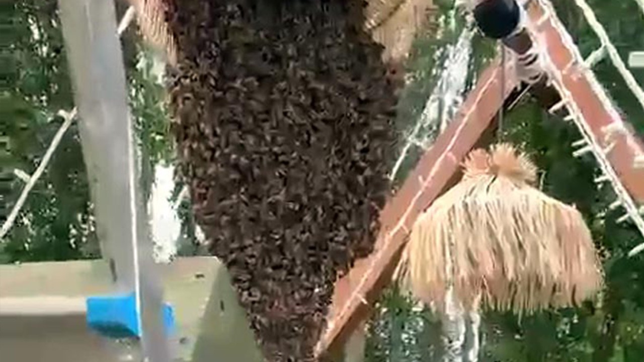 Gelin ve damatların fotoğraf çektirdiği platoyu arılar bastı
