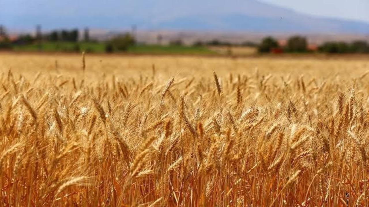  Çiftçiyi sevindirecek haber: Buğday yükselişte! İşte güncel fiyatlar...