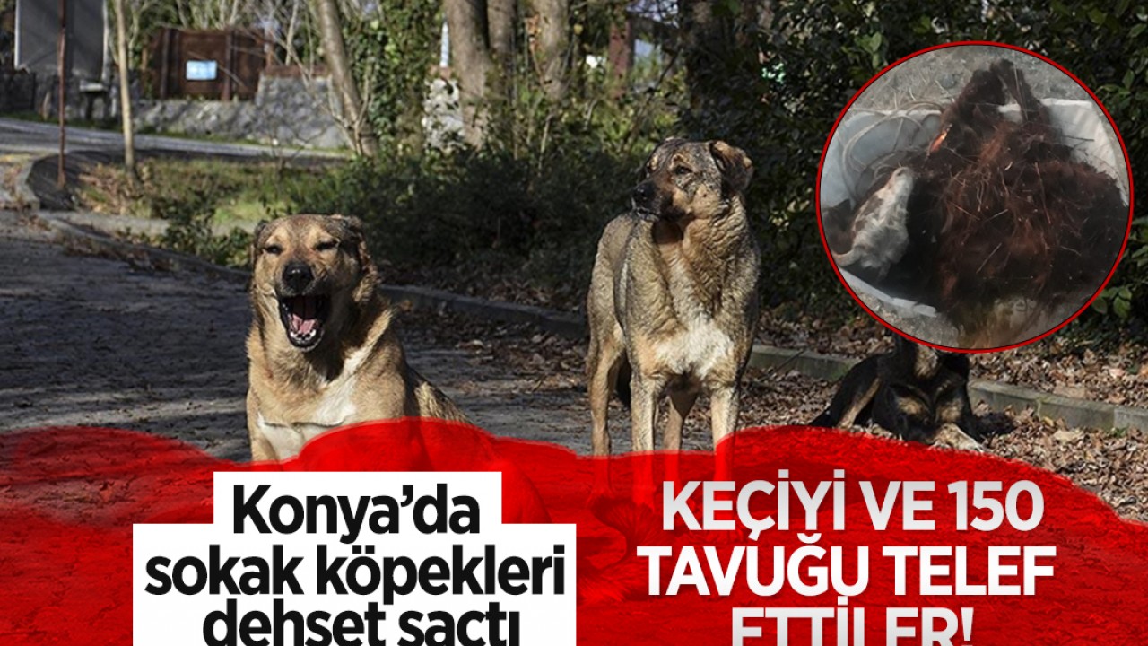 Konya'da başıboş  köpekler dehşet saçtı: Keçiyi ve 150 tavuğu telef ettiler!