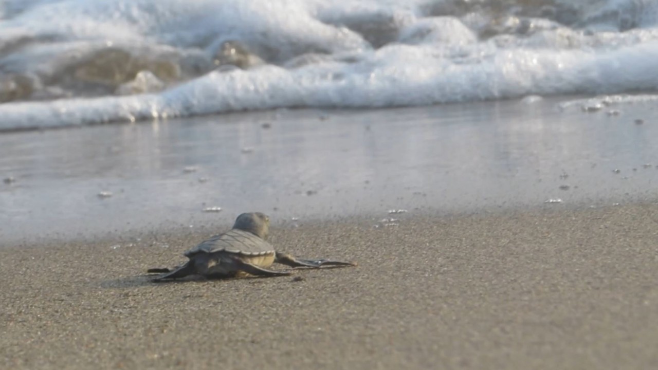 Geçen yıl 665 bin 696 deniz kaplumbağası, Türkiye sahillerinde denize kavuştu