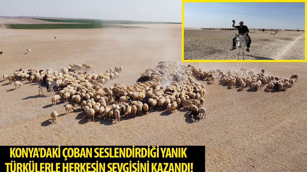 Konya'daki çoban seslendirdiği yanık türkülerle herkesin sevgisini kazandı!
