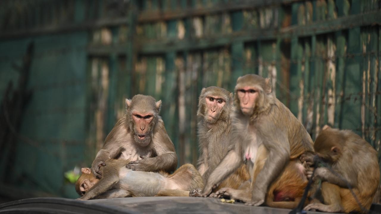 G20 Liderler Zirvesi öncesi 'maymun' önlemi
