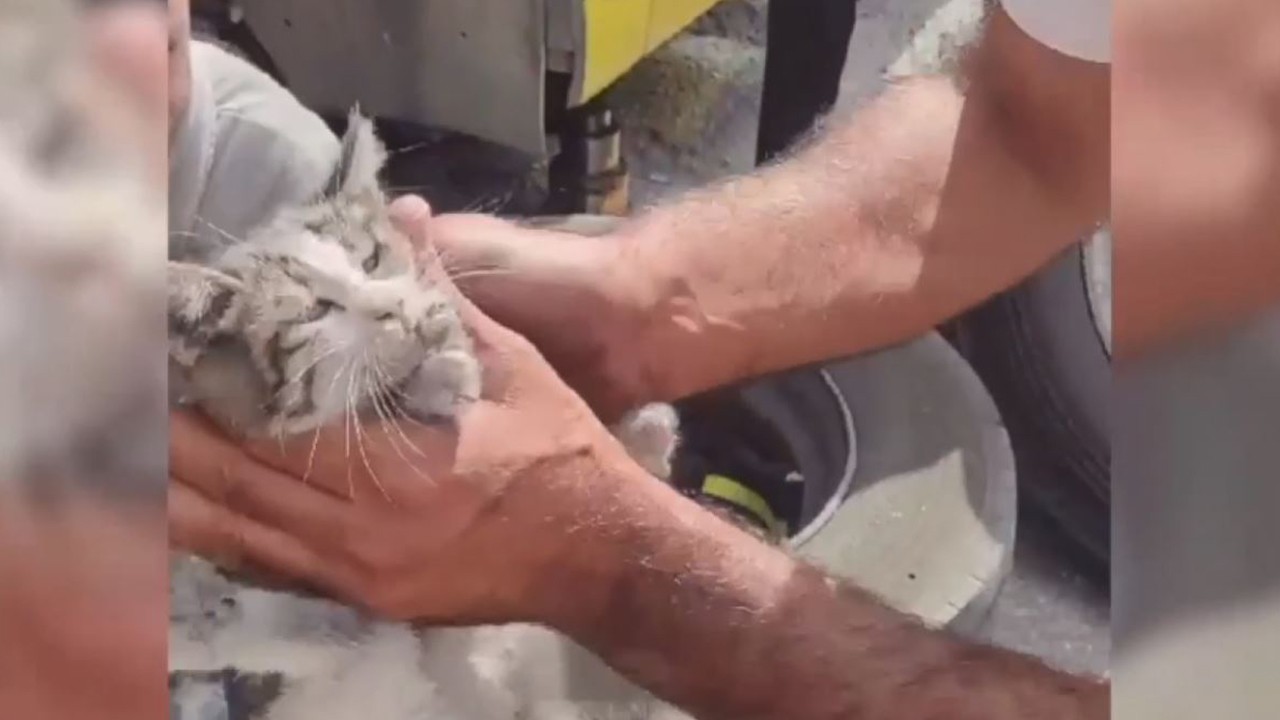 Konya'da kedi kurtarma operasyonu! O anlar kaydedildi
