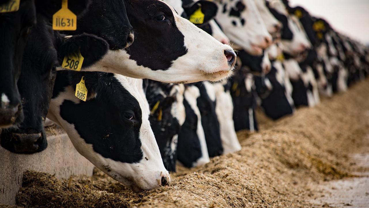 Et ve Süt Kurumu'ndan 'Üreticilerin ceza ödediği' iddialarına açıklama