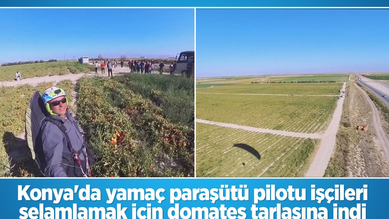 Konya'da yamaç paraşütü pilotu işçileri selamlamak için domates tarlasına indi 