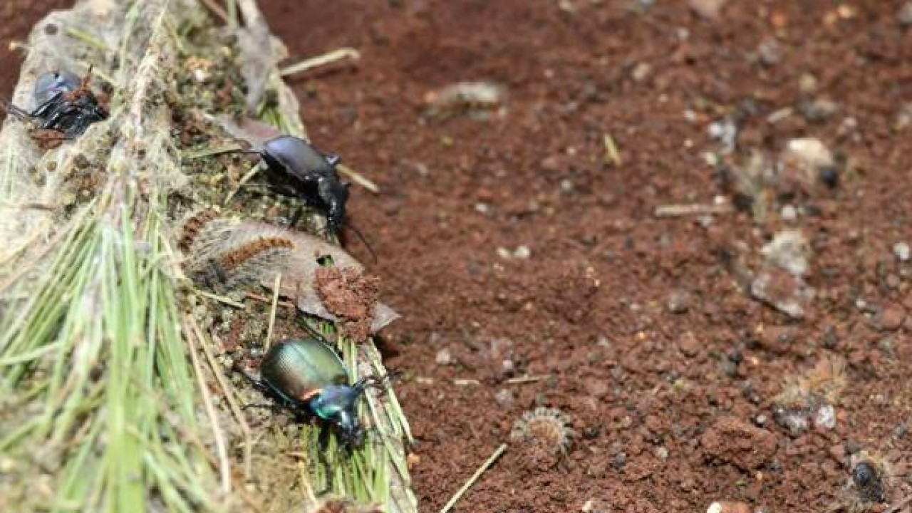 Biyolojik çeşitliliğin sigortası böcekler, okul müfredatına girecek
