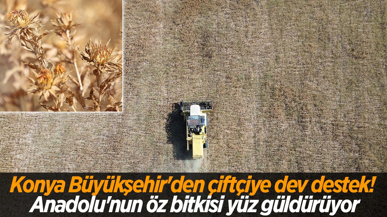 Konya Büyükşehir'den çiftçiye dev destek! Anadolu'nun öz bitkisi yüz güldürüyor