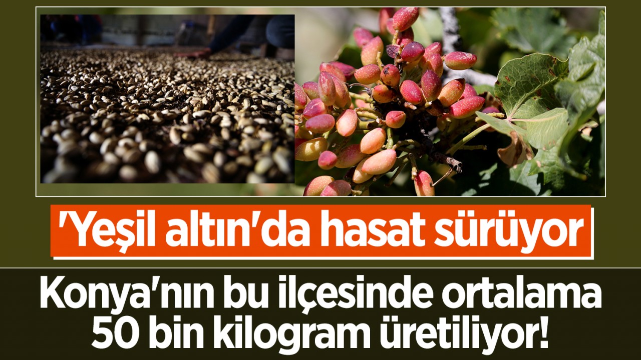 Konya'nın bu ilçesinde yılda ortalama 50 bin kilogram üretiliyor! 'Yeşil altın'da hasat sürüyor