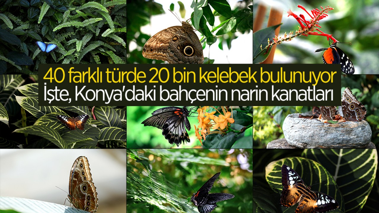 40 farklı türde 20 bin kelebek bulunuyor! İşte, Konya’daki bahçenin narin kanatları