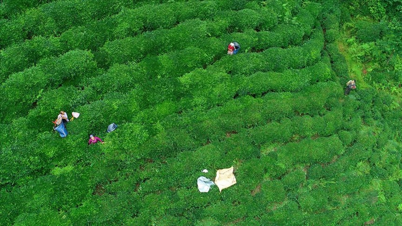 Çay üreticilerine 1 milyar 763 milyon liralık destek ödemesi yarın