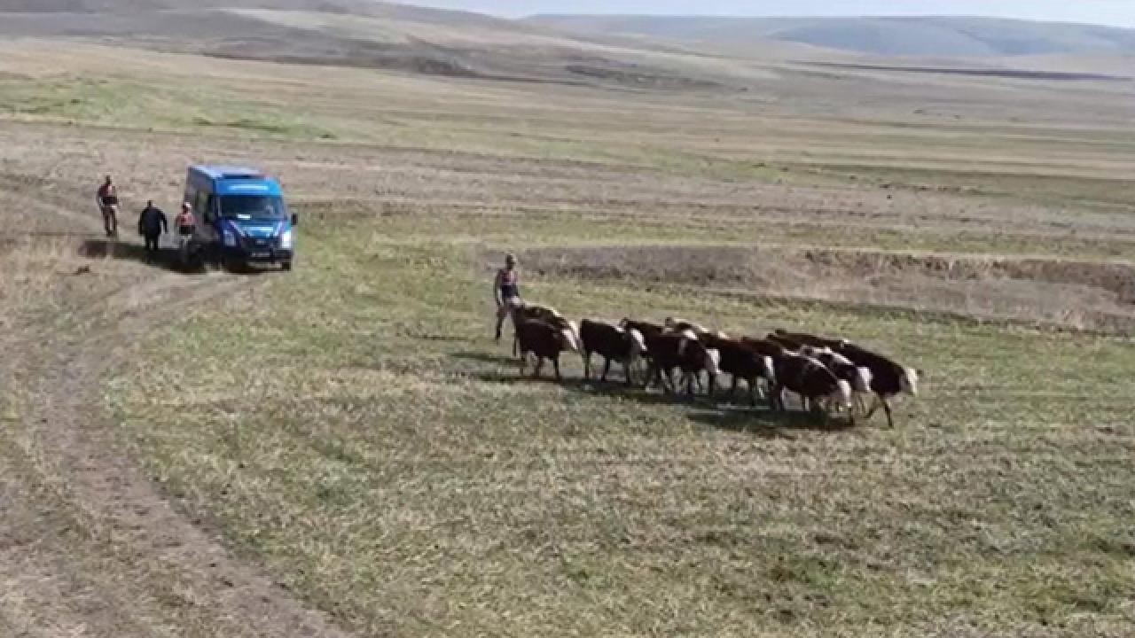Kaybolan inekler dronla bulundu