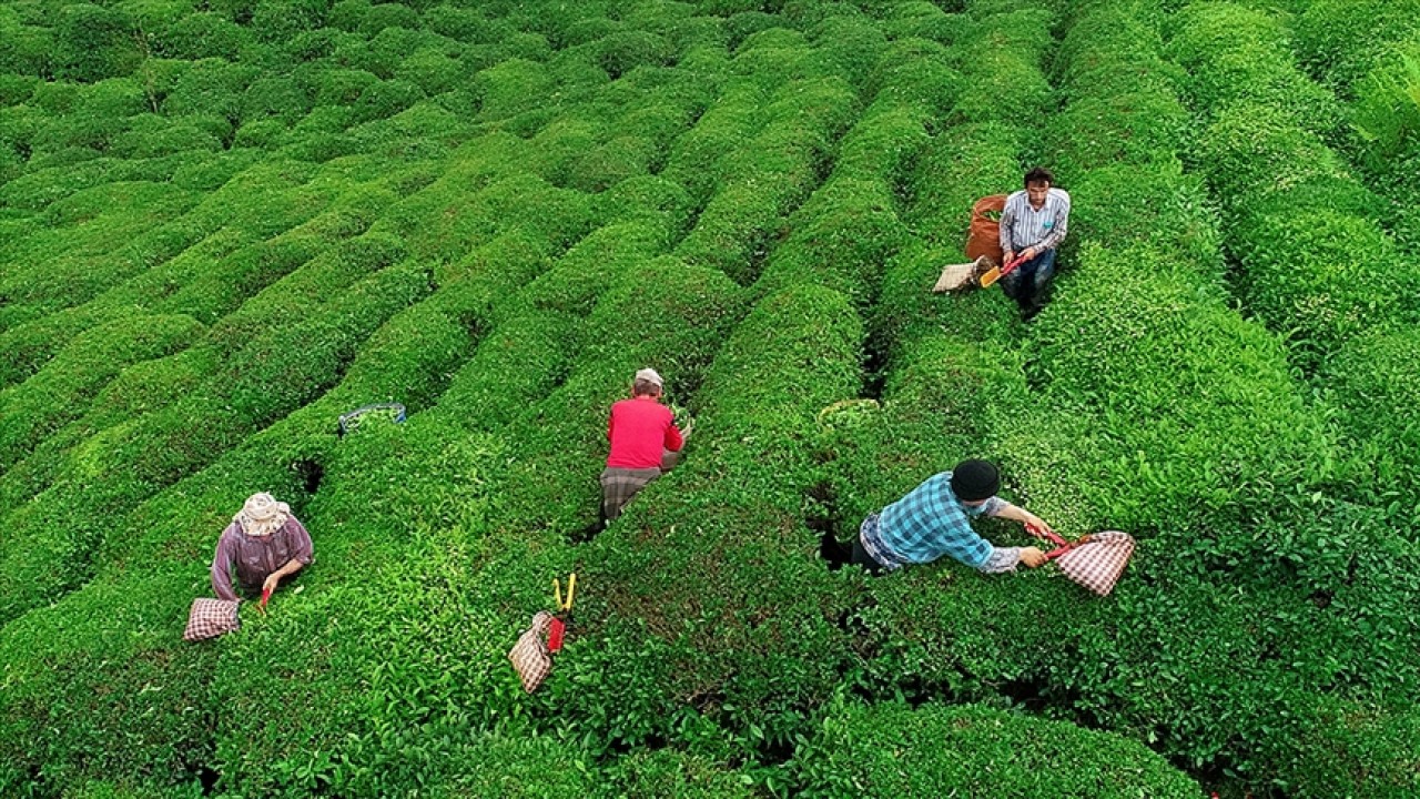 Çay üreticilerine 303 milyon 717 bin liralık destek ödemesi ne zaman yapılacak?