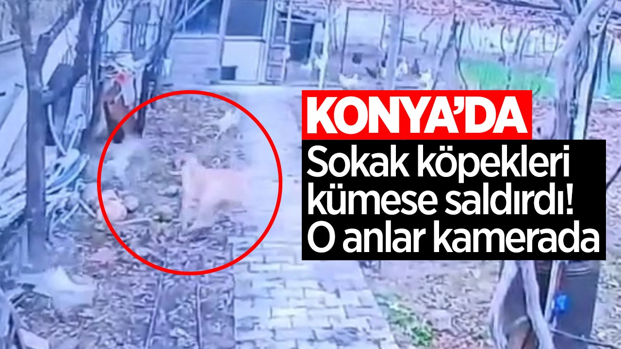 Konya’da Sokak köpekleri kümese saldırdı! O anlar kamerada