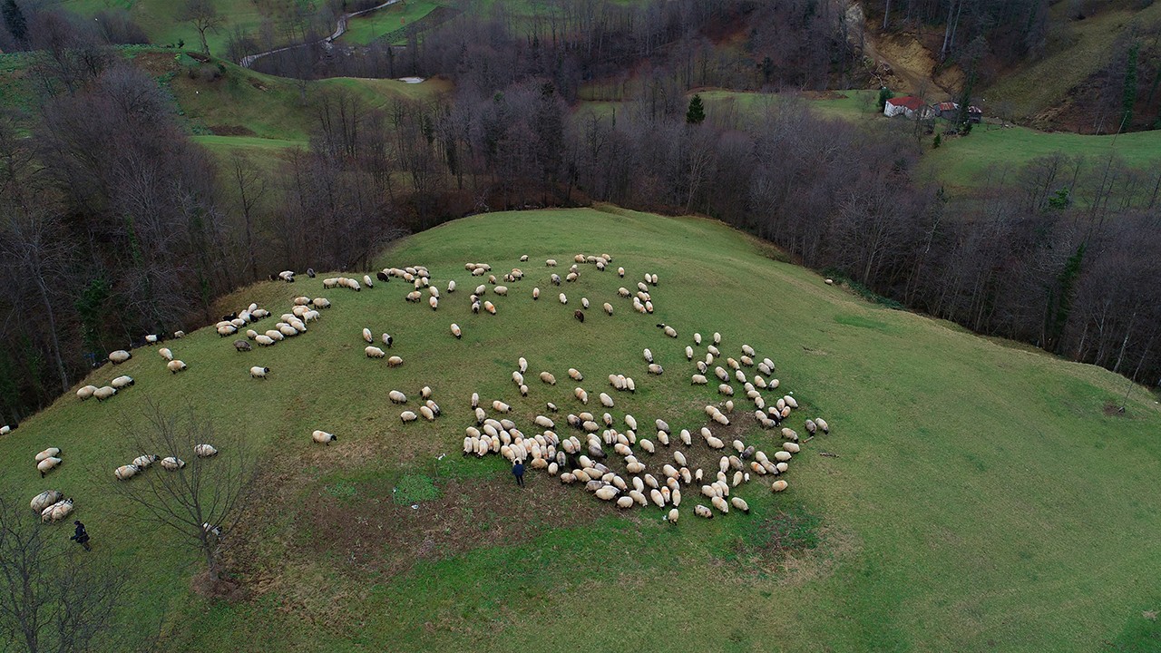 Dik yamaçlarındaki meralarda çobanların mesaisi sürüyor