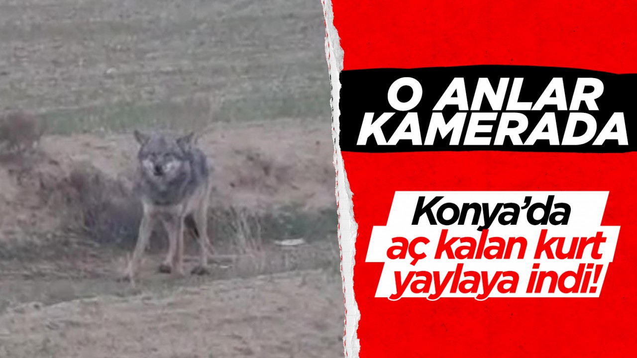 O anlar kamerada: Konya'da aç kalan kurt yaylaya indi!