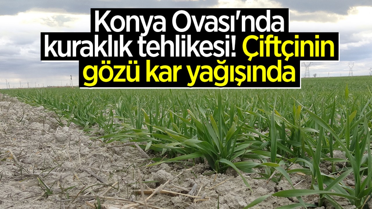Türkiye’nin tahıl ambarı Konya Ovası’nda kuraklık tehlikesi! Çiftçinin gözü kar yağışında
