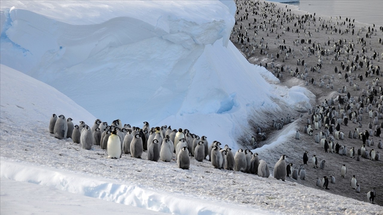 Güney Kutbu’nda 4 yeni imparator penguen kolonisi keşfedildi
