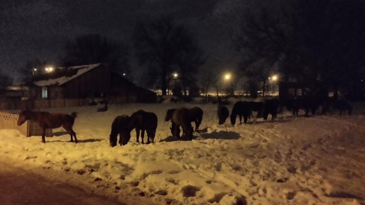 Karla kaplı yaylada aç kalan yılkı atları şehir merkezine indi