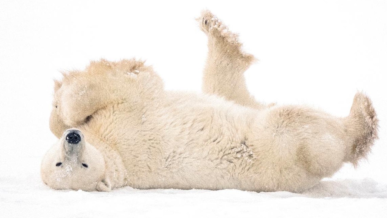 Buzların erimesiyle kutup ayıları açlık tehlikesiyle karşı karşıya