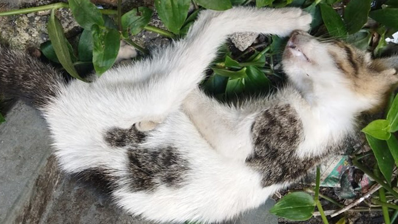Duvara fırlattığı yavru kedinin ölümüne sebep olmuştu: 4 yıl hapsi istendi 