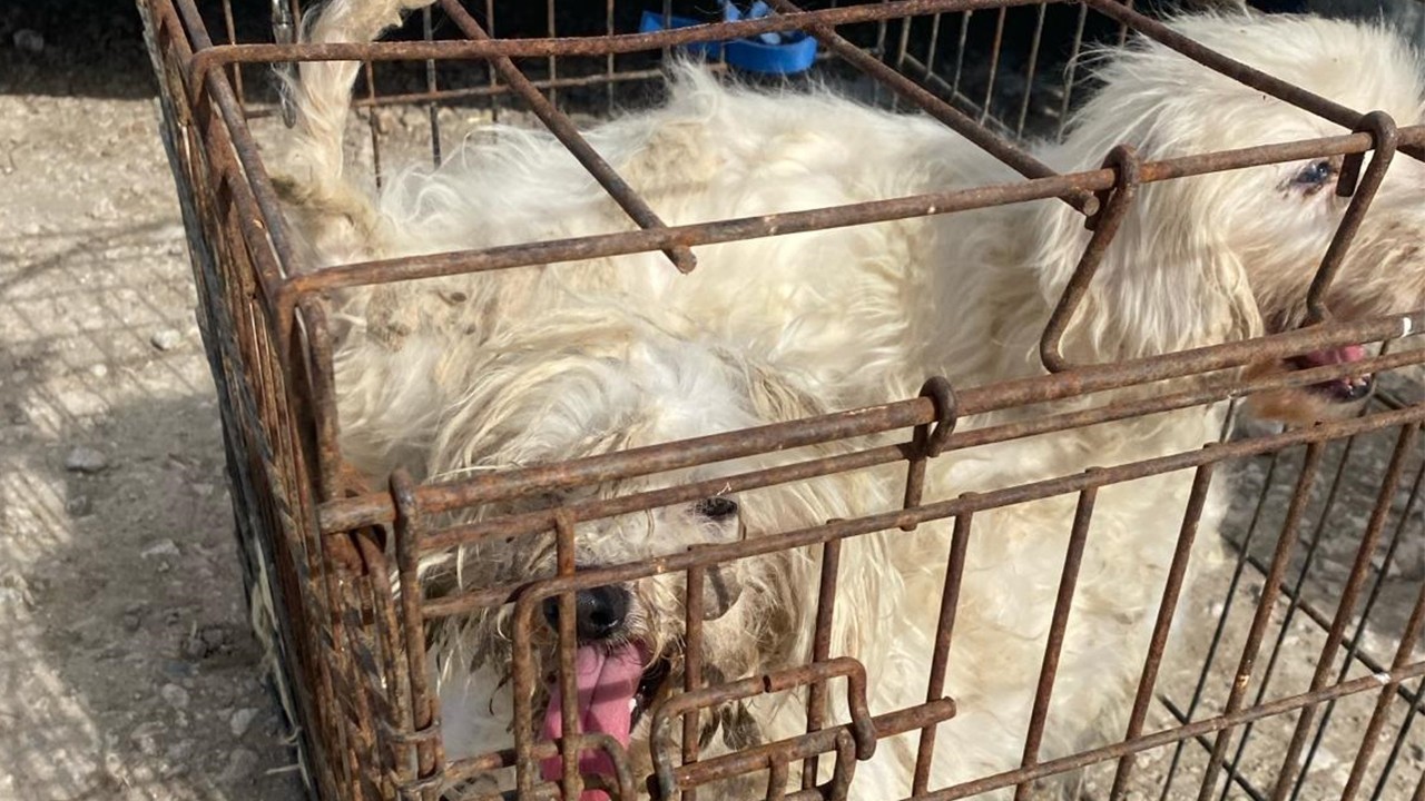Merdiven altı üretim yapan çiftliğe baskın! 30 cins köpek kurtarıldı 