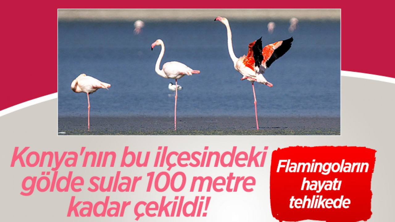 Konya’nın bu ilçesindeki gölde sular 100 metre kadar çekildi! Flamingoların hayatı tehlikede