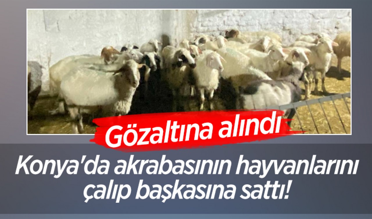 Konya'da akrabasının hayvanlarını çalıp başkasına sattı! Gözaltına alındı