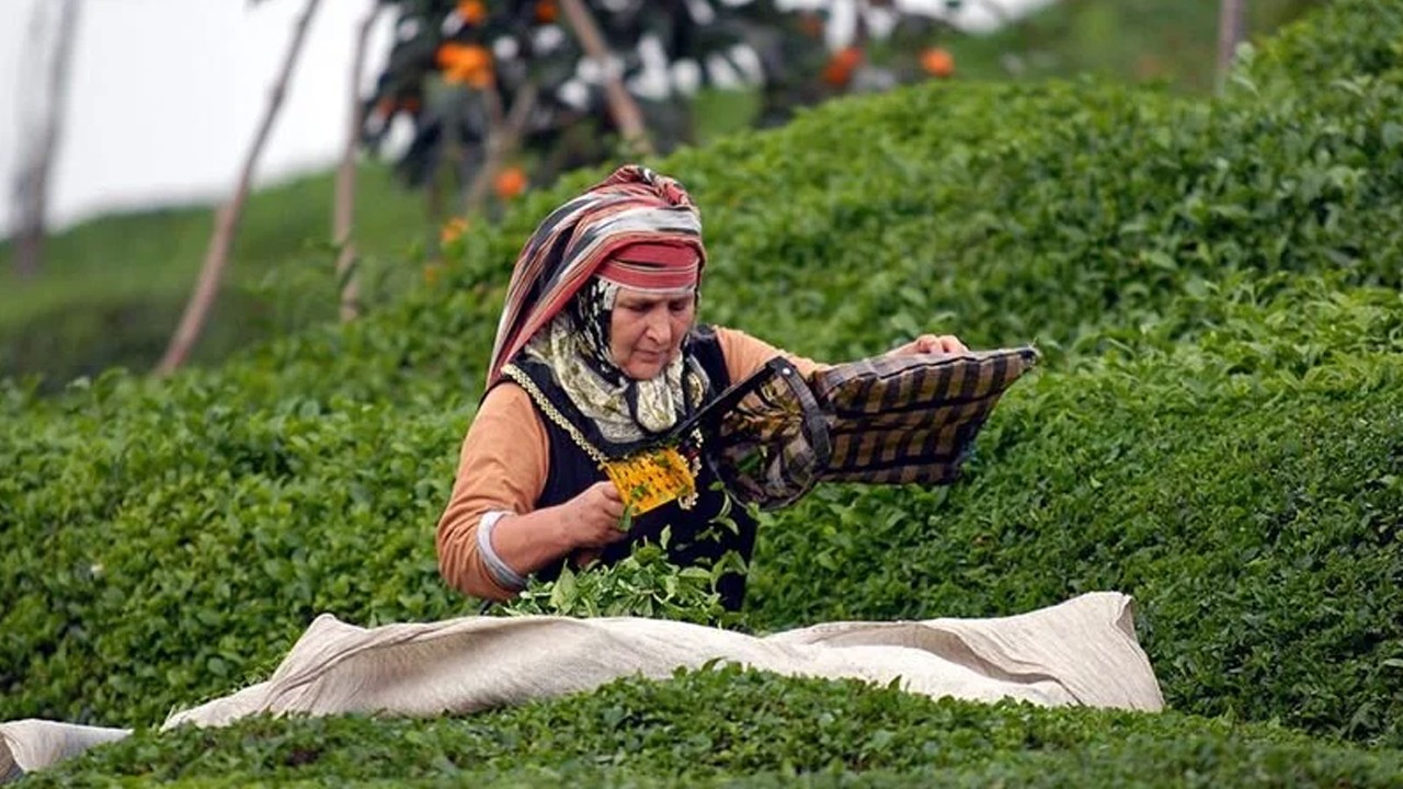Bakan Yumaklı duyurdu: Çay üreticilerine 363,6 milyon lira destek ödemesi yapılacak