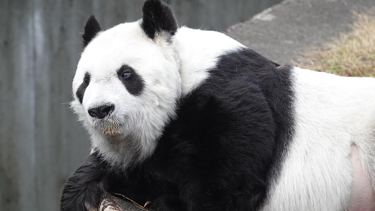 Japonya’nın en yaşlı pandası “Tan Tan“ hayatını kaybetti